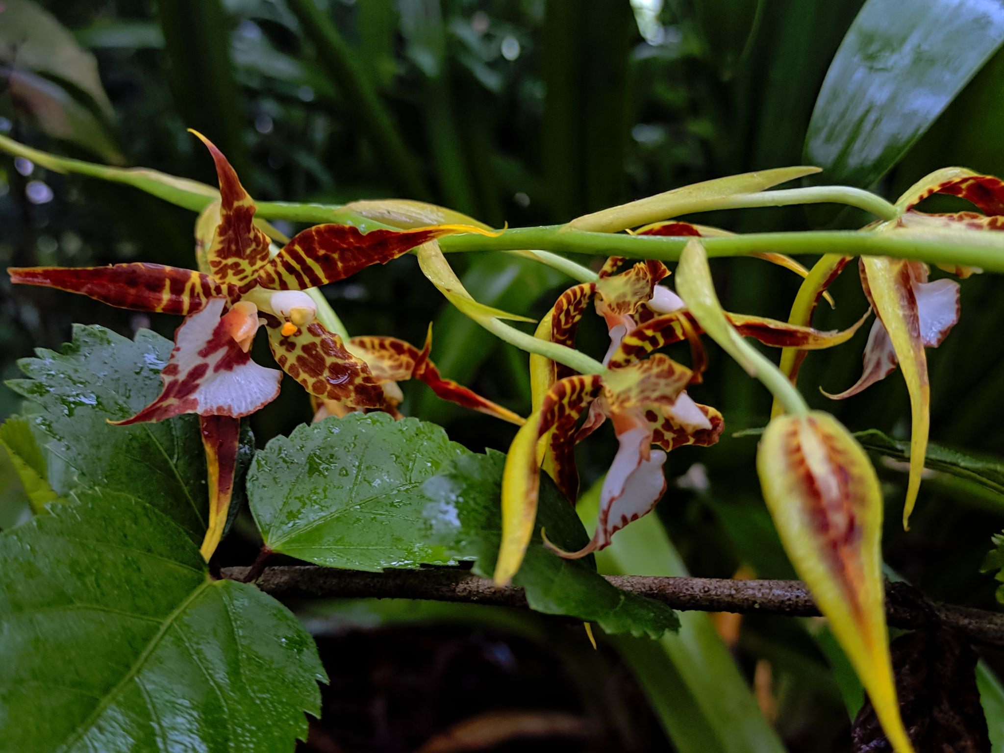 Rhynchostele cordata